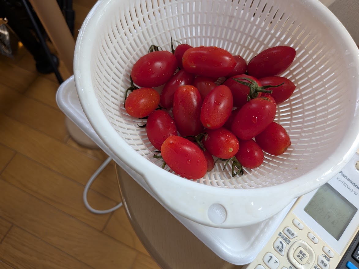 9月23日のトマトの記録3