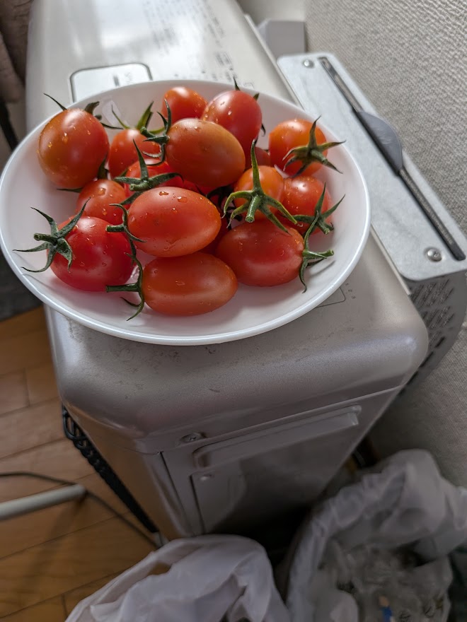 1回目のトマト。写真の分を全部食べました