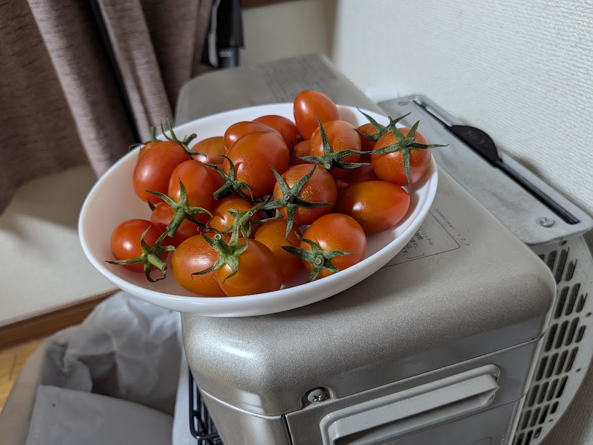 2回目のトマト。こちらも写真の分を全部食べました