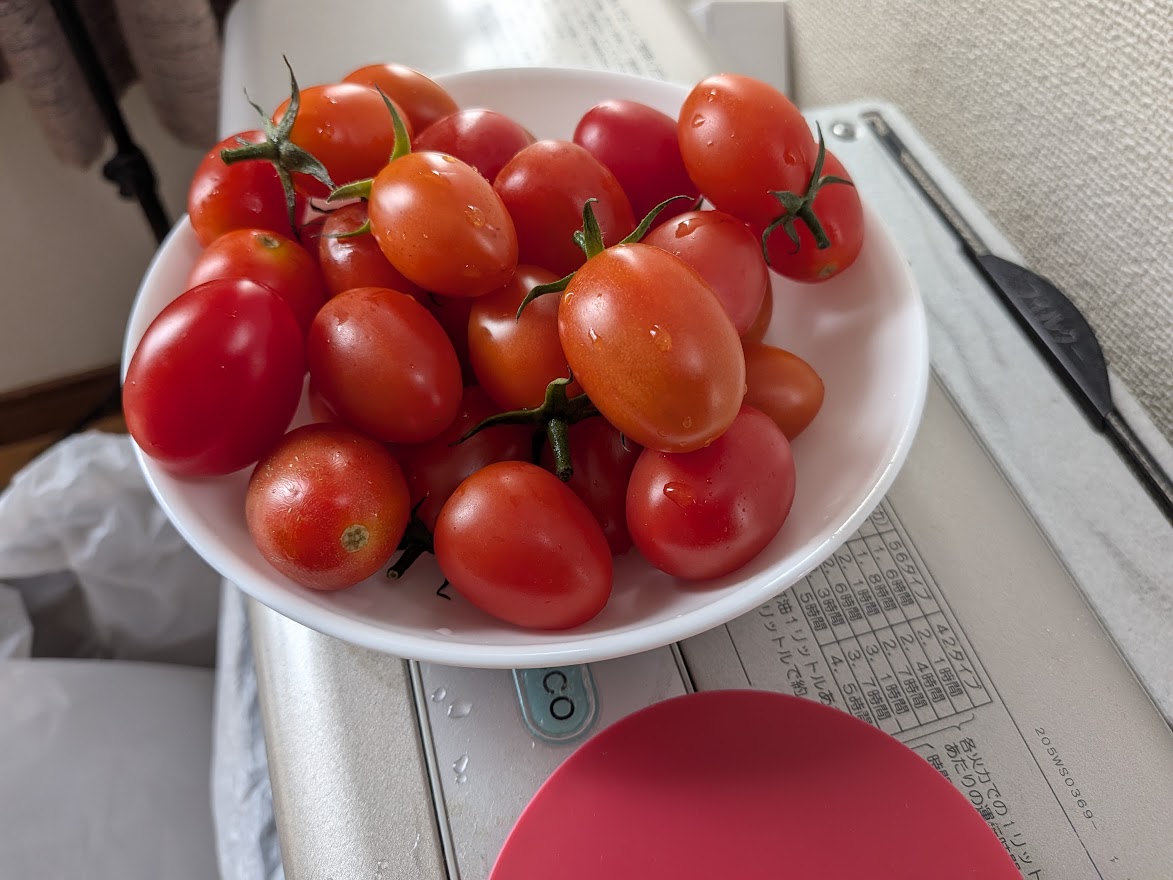 9月26日の食事記録