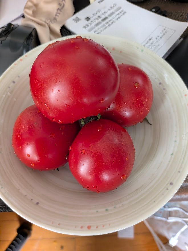 トマト。この一皿は凡歩が一人で全部食べました