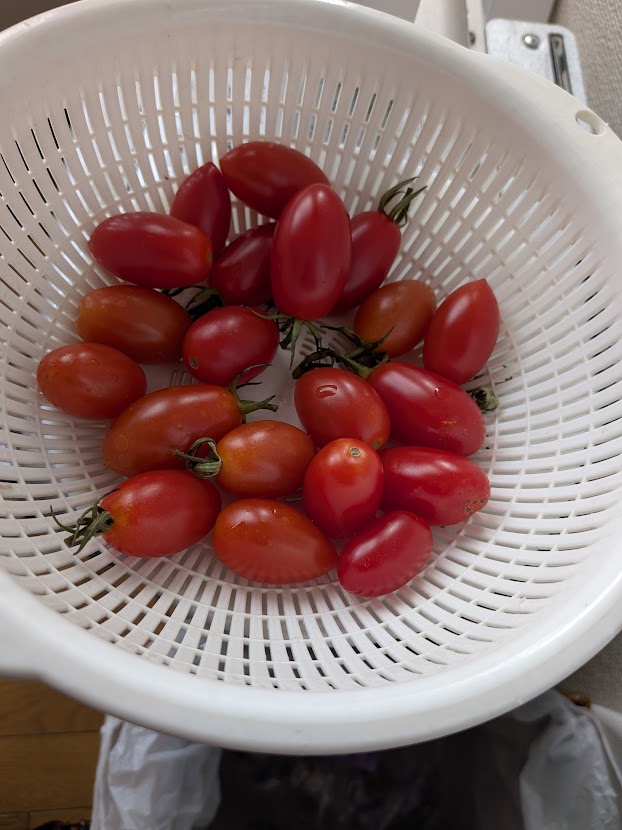 ざるに入ったトマト