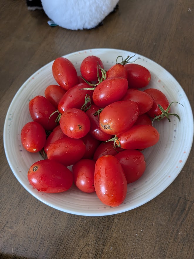 お皿に盛ったトマト。この分を一人で食べました