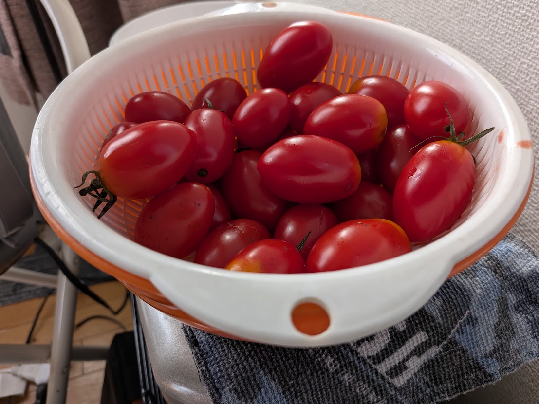 別の回に食べたザルのトマト