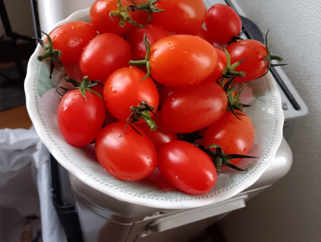トマトがたくさん並んでいます。