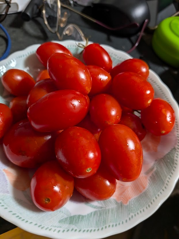 ミニトマト。写真のお皿の分を全部食べました